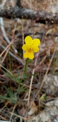 Viola langeana