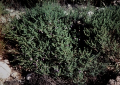 Eremophila weldii