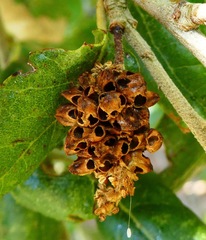 Callirhytis serricornis