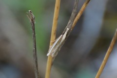 Angustalius malacellus