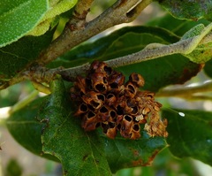 Callirhytis serricornis