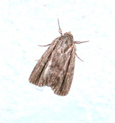 Catabenoides
