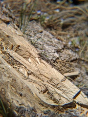 Sceloporus graciosus gracilis