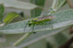 Rhogogaster viridis