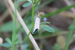 Chrysocramboides craterella