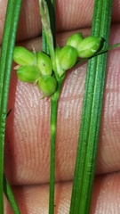 Carex bulbostylis
