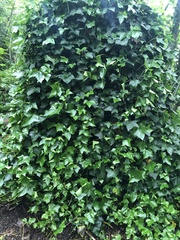 Hedera helix