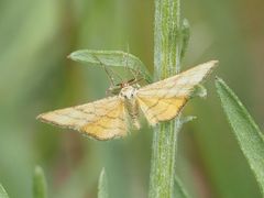 Idaea aureolaria