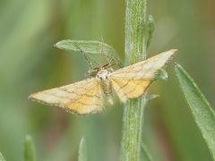 Idaea aureolaria