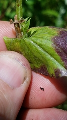 Triodanis lamprosperma