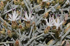 Centaurea spinosa
