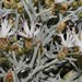 Centaurea spinosa - Photo 由 Σάββας Ζαφειρίου (Savvas Zafeiriou) 所上傳的 (c) Σάββας Ζαφειρίου (Savvas Zafeiriou)，保留部份權利CC BY-NC