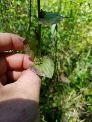 Triodanis lamprosperma