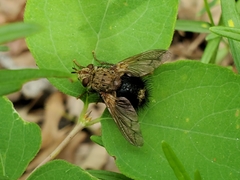 Epalpus