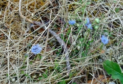 Jasione maritima
