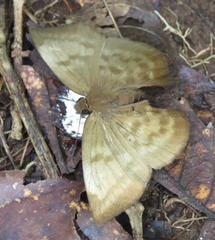 Achlyodes