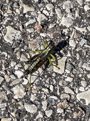 Dendrotettix quercus