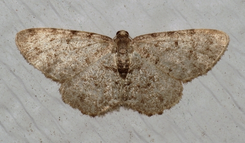 Four-barred Gray photo 6