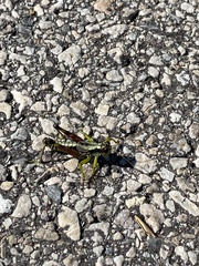 Dendrotettix quercus