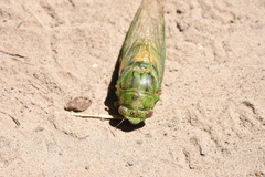 Okanagana viridis