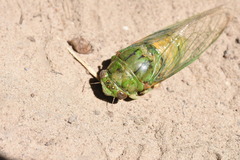 Okanagana viridis