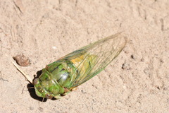 Okanagana viridis