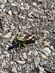 Dendrotettix quercus