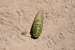 Okanagana viridis