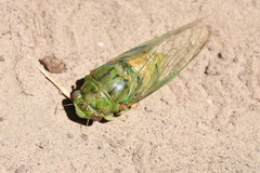 Okanagana viridis