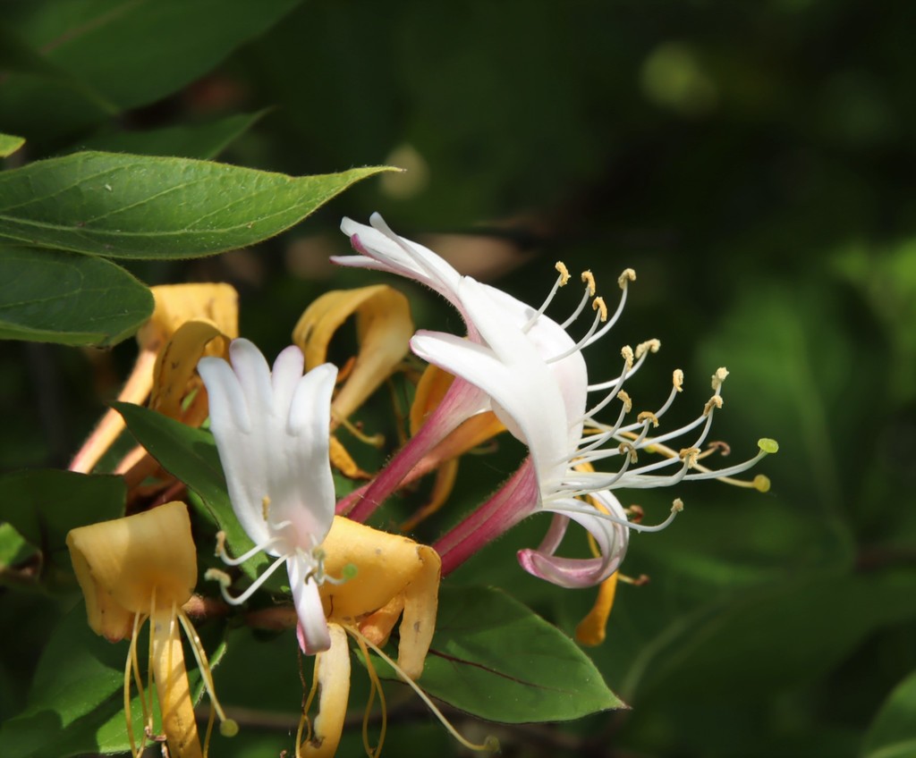 Japanese honeysuckle (Invasive/Noxious Plants) · iNaturalist