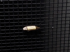 Anacampsis coverdalella