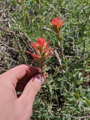 Castilleja martini martini