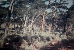 Eucalyptus salmonophloia