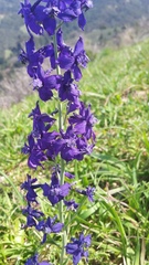 Delphinium patens
