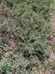 Castilleja martini martini