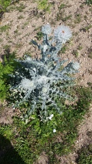 Cirsium occidentale