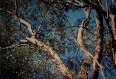 Eucalyptus salmonophloia