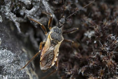 Rhynocoris ventralis