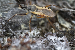 Rhynocoris ventralis