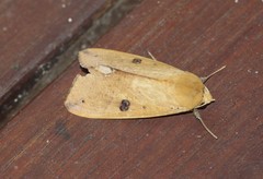 Ophiusa discriminans