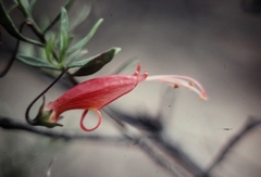 Eremophila decipiens