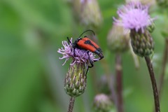 Stictoleptura cordigera