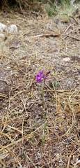 Linaria elegans