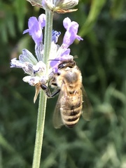 Apis mellifera