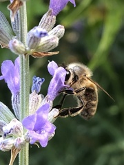 Apis mellifera