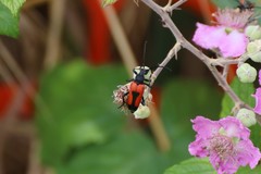 Stictoleptura cordigera