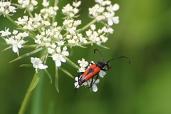 Stictoleptura cordigera