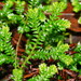 Selaginella kraussiana - Photo (c) Reiner Richter,  זכויות יוצרים חלקיות (CC BY-NC-SA)