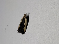Dichomeris inserrata
