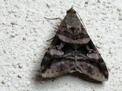 Melipotis perpendicularis